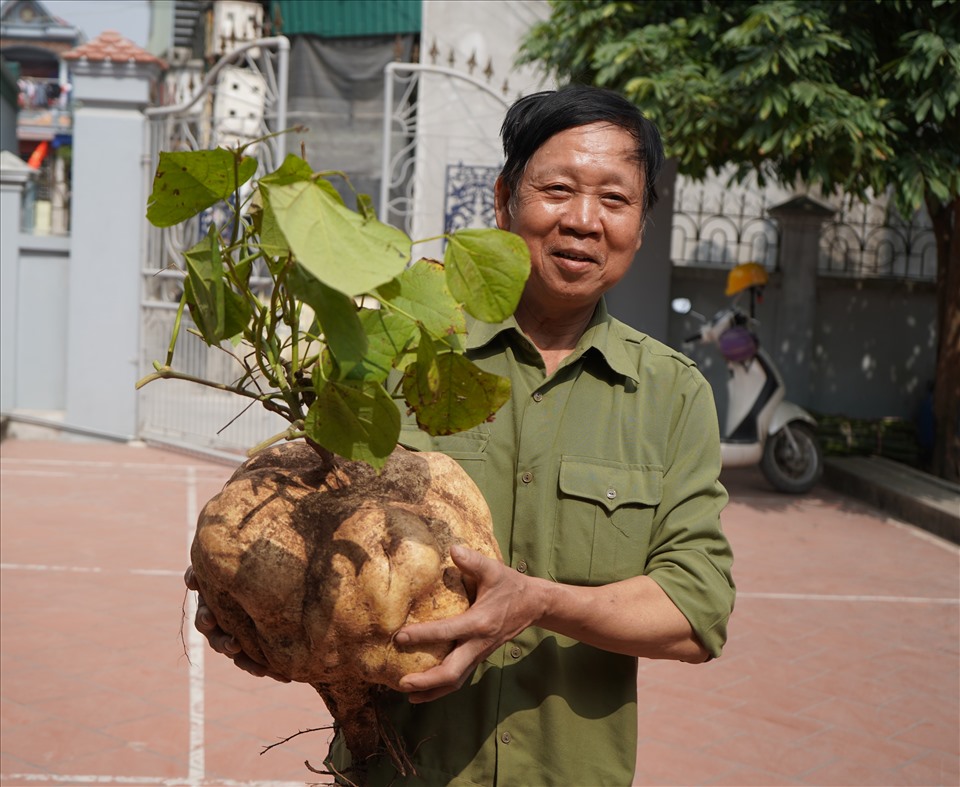 Lão nông Hải Dương trồng củ đậu 'khổng lồ', giá tiền triệu bán dịp Tết