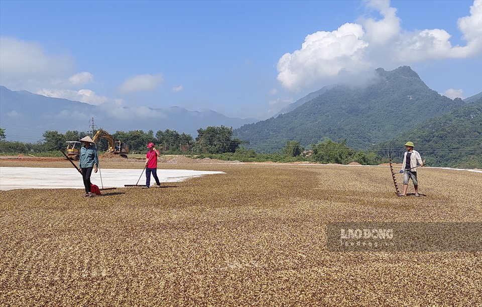 Huyện Mường Ảng hiện có khoảng 2.100ha cà phê, sản lượng ước đạt khoảng 2.500 tấn.