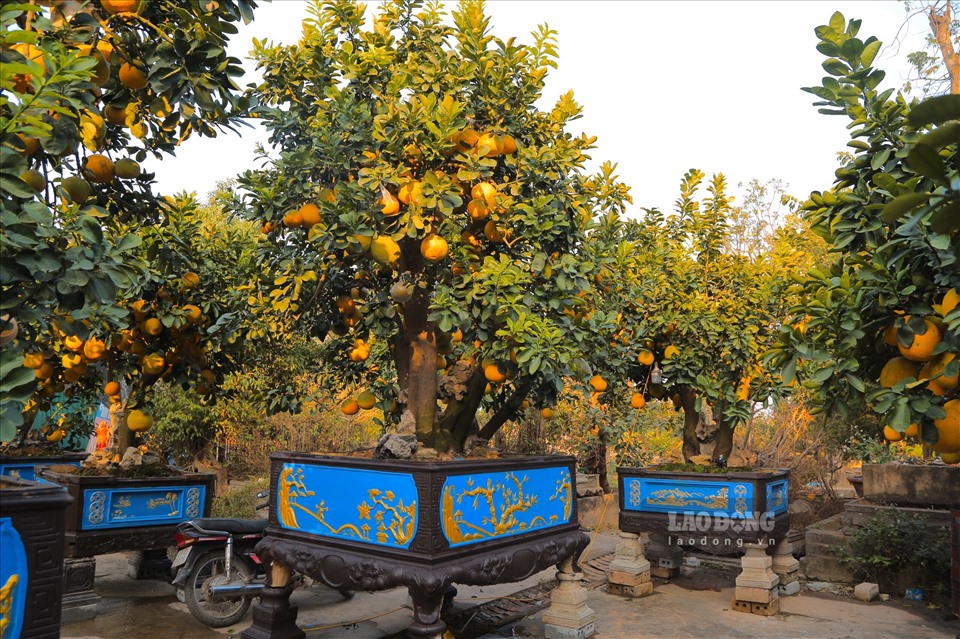 Phần lớn các cây nằm tại vườn ở thôn Phi Liệt, xã Yên Nghĩa, huyện Văn Giang. Riêng những cây đẹp, giá trị cao sẽ được di chuyển đến điểm bán cạnh đường lớn để khách hàng dễ dàng tiếp cận.