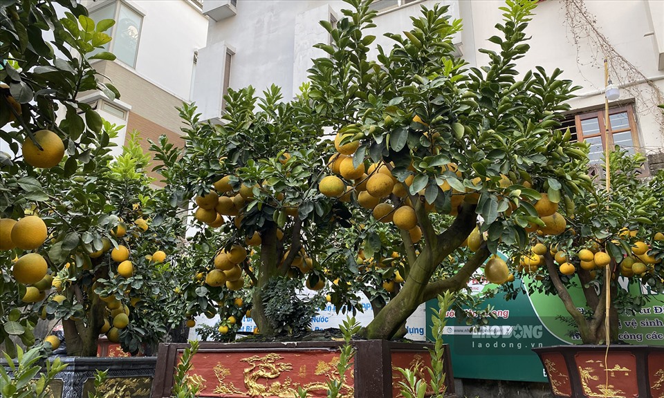 Những năm gần đây, những cây bưởi “khủng” luôn được ưa chuộng để chơi trong các dịp Tết. Các trái bưởi trĩu cành với màu vàng bắt mắt gợi sự sung túc cho gia chủ trong năm mới.