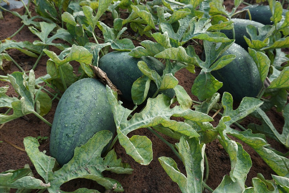 Ruộng dưa hấu vào kỳ thu hoạch. Ảnh T.T