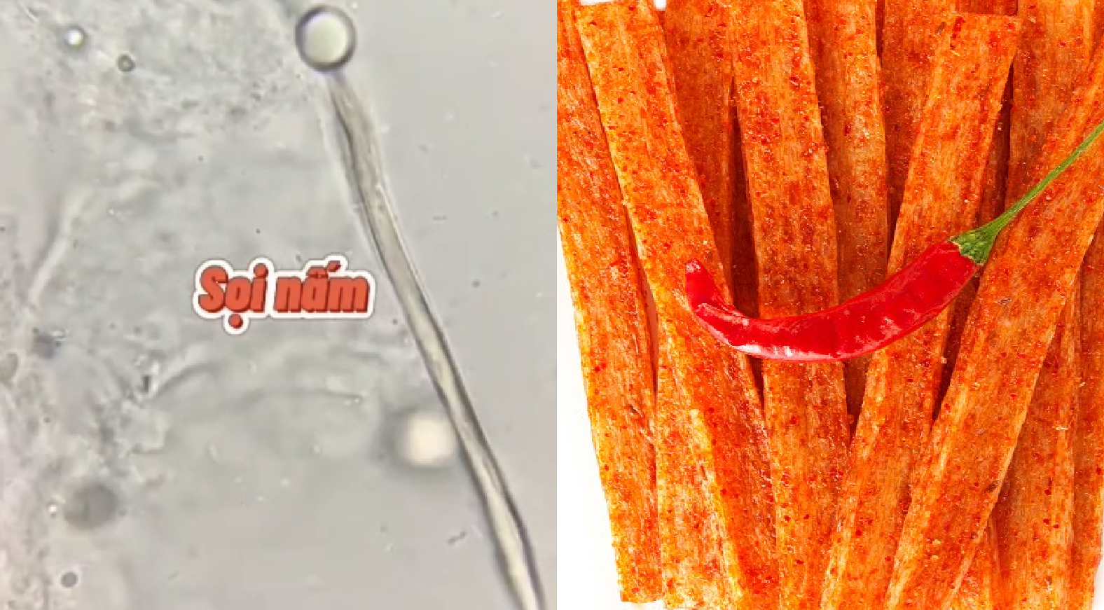 Ở độ phóng đại 100 lần, chúng ta thấy được các vi khuẩn cùng sợi nấm mốc đang hoạt động rất mạnh. Điều này là nguyên nhân dẫn đến ngộ độc và các bệnh lý cho cơ thể. Đồ họa: Minh Quang