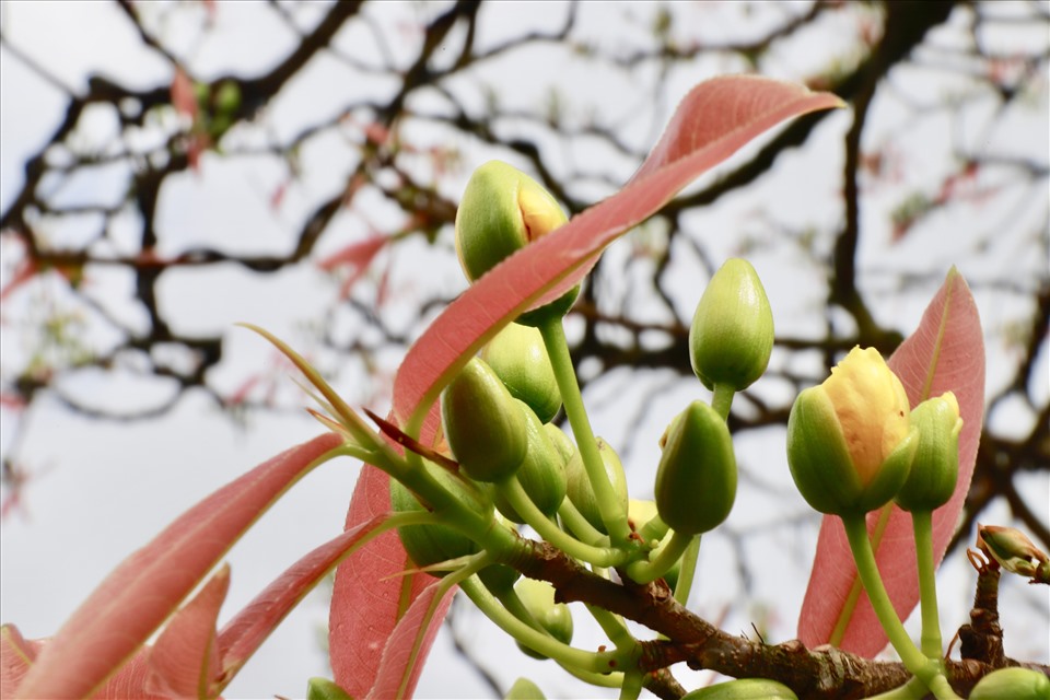 Anh Trương Hoài Phong chia sẻ, việc chăm sóc mai cổ thụ chủ yếu dựa vào kinh nghiệm của người trồng mai. Cái khó không nằm ở việc chăm mai đây chính là quá trình vận chuyển mai cổ thụ từ Gia Lai ra Đà Nẵng, nhất là thời điểm dịch COVID-19 diễn ra phức tạp. Ảnh: HL