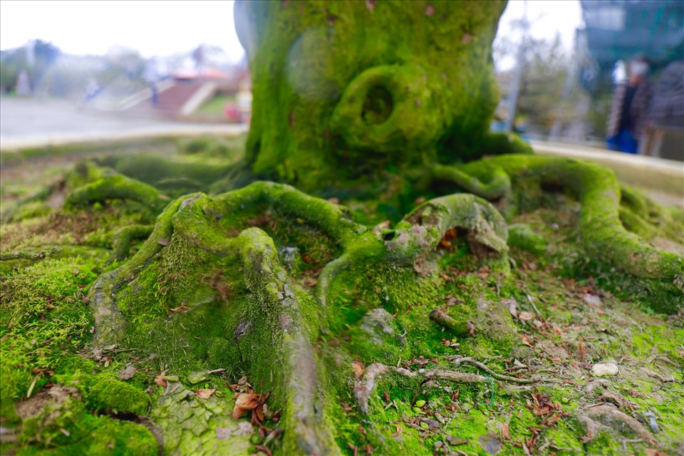 Gốc 2 cây mai cổ thụ phủ đầy rêu phong. Ảnh: HL