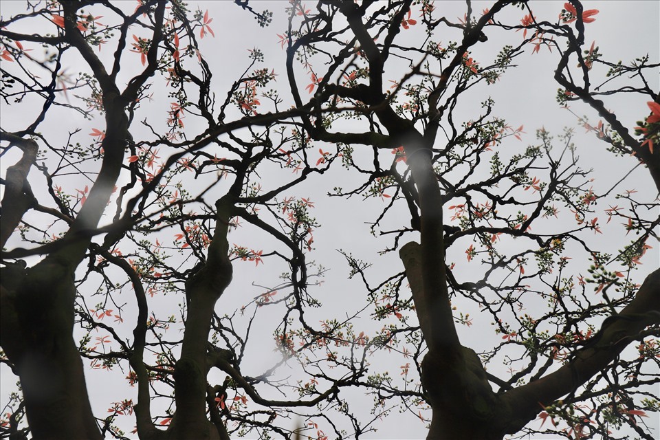 Anh Trương Hoài Phong chia sẻ, việc chăm sóc mai cổ thụ chủ yếu dựa vào kinh nghiệm của người trồng mai. Cái khó không nằm ở việc chăm mai đây chính là quá trình vận chuyển mai cổ thụ từ Gia Lai ra Đà Nẵng, nhất là thời điểm dịch COVID-19 diễn ra phức tạp. Ảnh: HL