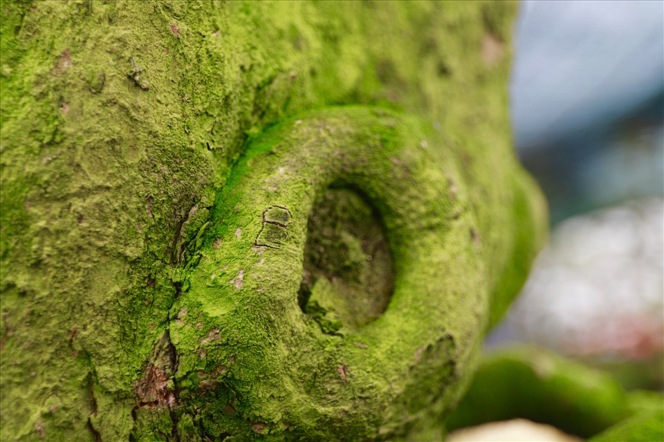 Gốc 2 cây mai cổ thụ phủ đầy rêu phong. Ảnh: HL