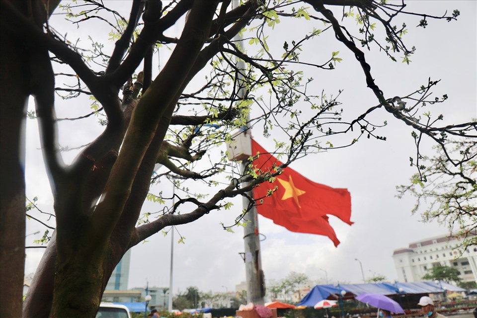 Anh Trương Hoài Phong chia sẻ, việc chăm sóc mai cổ thụ chủ yếu dựa vào kinh nghiệm của người trồng mai. Cái khó không nằm ở việc chăm mai đây chính là quá trình vận chuyển mai cổ thụ từ Gia Lai ra Đà Nẵng, nhất là thời điểm dịch COVID-19 diễn ra phức tạp. Ảnh: HL