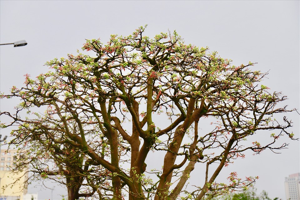 Theo lời anh Phong, thời tiết Đà Nẵng những ngày này bắt đầu nắng cũng là thời điểm 2 cây mai cổ thụ bung hoa. Ảnh: HL