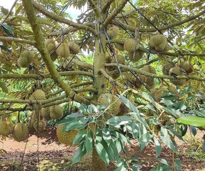 Chi phí trồng 1 ha sầu riêng Thái Monthong