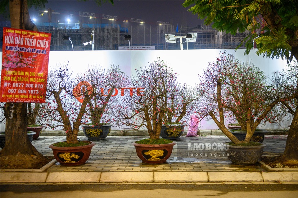 Cây đào, cây mai, cây quất, hoa lan,....phủ kín con đường.