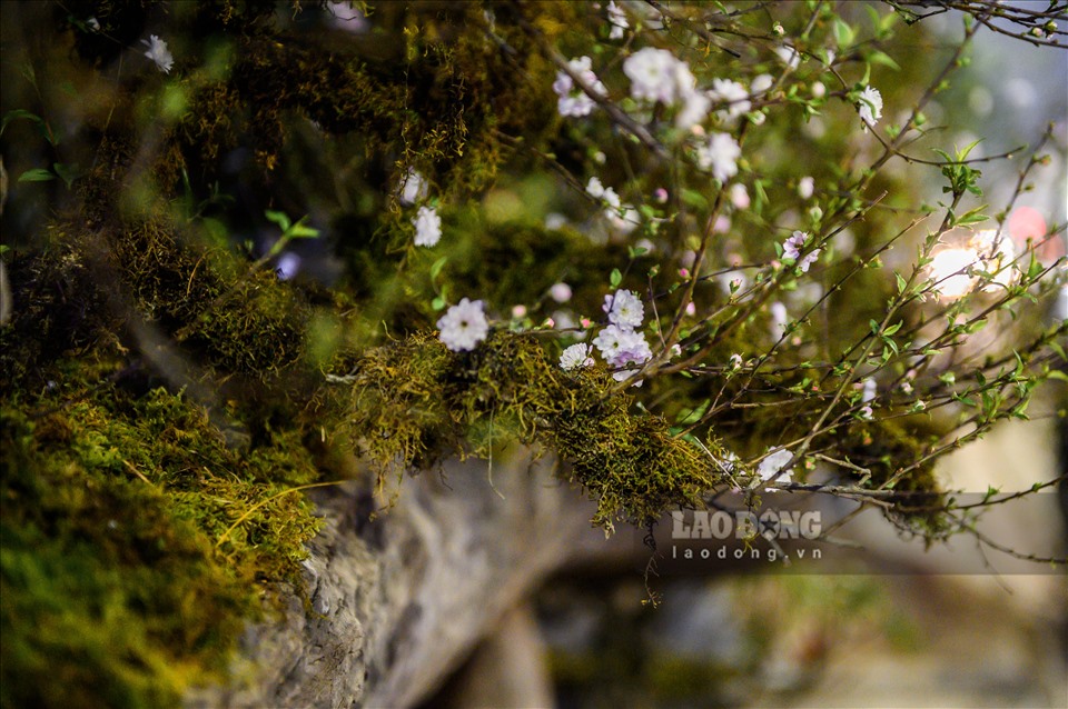 Phần thân cây rêu xanh phủ kín, có đủ nụ, lộc lá và hoa. Nhất chi mai là dòng cây có dáng thanh mảnh, thường ra hoa đúng dịp Tết Nguyên đán.