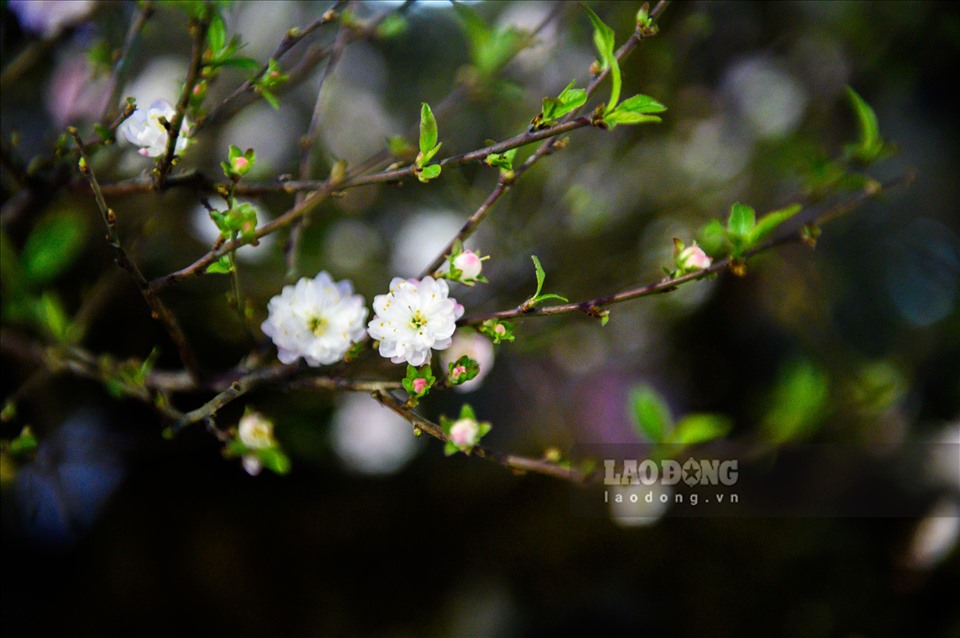 Nhất chi mai là dòng cây có dáng thanh mảnh, thường ra hoa đúng dịp Tết Nguyên đán. Hoa có màu đỏ trắng với vẻ đẹp nhẹ nhàng, mang lại sự may mắn trong năm mới.