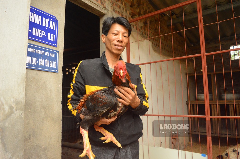 Gà Hồ - đặc sản tiến vua quý hiếm trong dịp Tết Nguyên Đán đang cận kề.