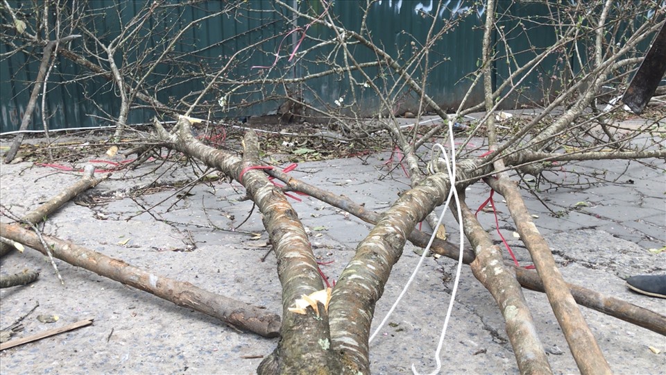 Nhiều lái buôn tiếc nuối chặt bỏ “tài sản” vì lâm cảnh ế ẩm. Ảnh: Trang Thiều