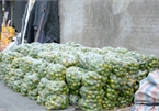Hoài nghi chất lượng cam Vinh 'hỗ trợ nhà vườn' giá 7.000 đồng/kg