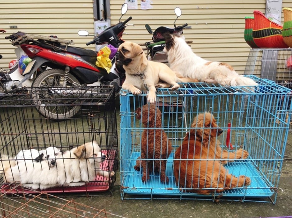 Phía sau những chợ mua bán chó cảnh tự phát ở Hà Nội
