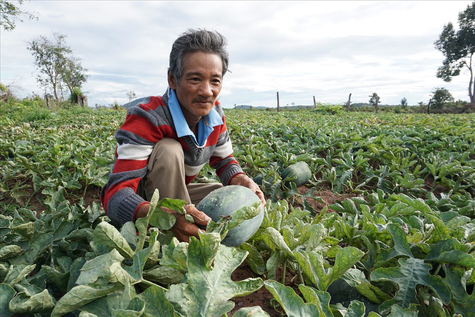 Nông dân Tây Nguyên khóc ròng vì 1kg dưa không đổi được bó rau