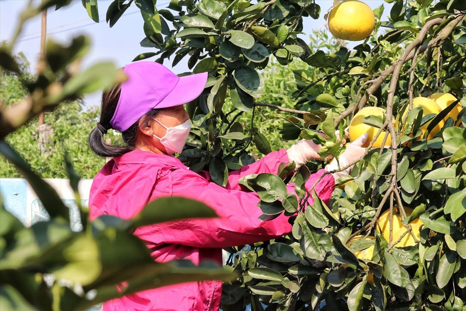 Bưởi Diễn rụng đầy vườn, người trồng không có cách nào cứu vãn