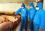Giá lợn hơi tăng mạnh, nhiều nơi vượt mốc 50.000 đồng/kg