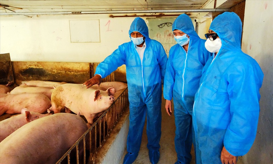 Giá lợn hơi tăng mạnh, nhiều nơi vượt mốc 50.000 đồng/kg