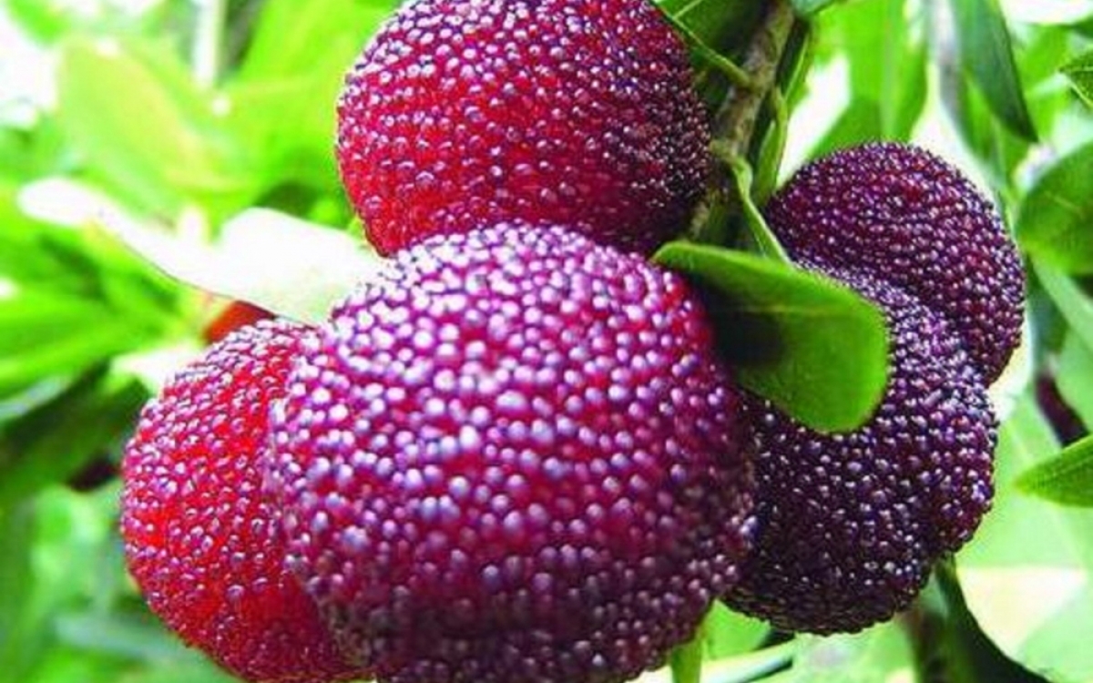 The fruit can usually be bought for VND200,000 per kilogram.