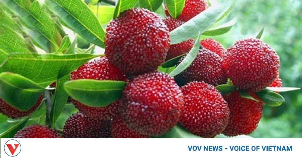Expensive foreign fruit proves popular in Vietnamese market