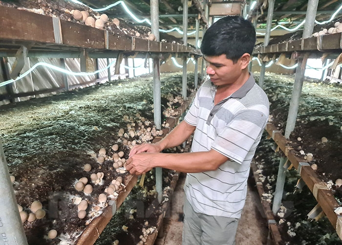 Khởi nghiệp bằng mô hình trồng nấm rơm trong nhà kín  Khởi Nghiệp Đồng Nai