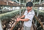 "Nhập khẩu" kinh nghiệm trồng nấm rơm, anh nông dân ở Hải Dương lãi tiền tỷ mỗi năm