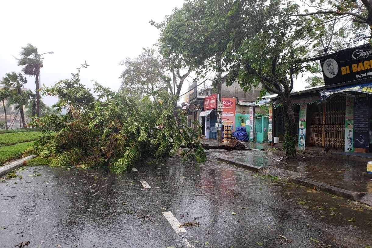 Cây xanh ngã đổ trên đường phố Tam Kỳ. Ảnh: HOÀI AN