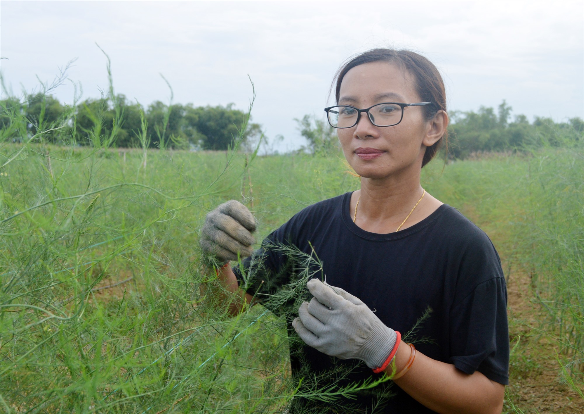 Cây măng tây được kỳ vọng sẽ đem về nguồn thu khá cho nông trại của Đông Phương. Ảnh: V.L