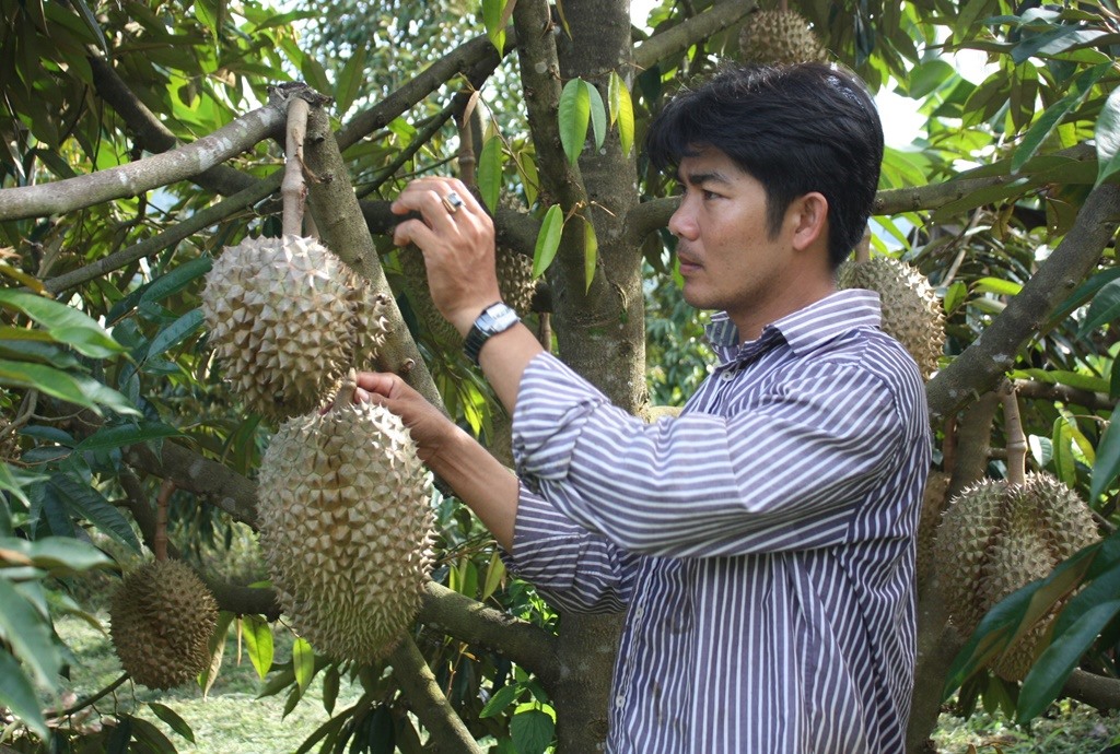 Sầu riêng ở Khánh Sơn. Ảnh: TRẦN ĐĂNG