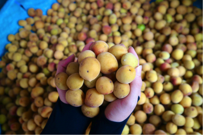 CÂY MƠ ĐẶC SẢN VƯƠN MÌNH TRÊN SƯỜN NÚI ĐÁ VÔI CỔ KÍNH