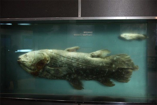 10 sự thật đáng kinh ngạc về đại dương mà chúng ta chưa biết - ảnh 3