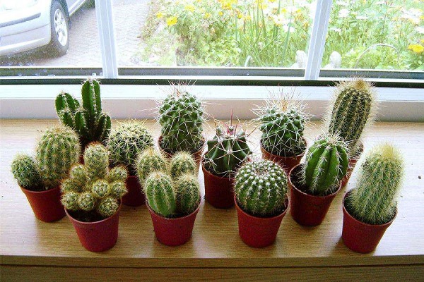 Những loại cây đẹp mấy cũng không trồng trong nhà tránh tiêu tán tài lộc, rước bệnh cho gia đình - Ảnh 1