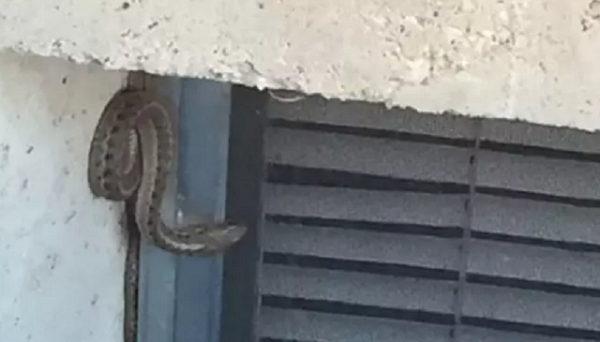 Cặp vợ chồng mặt nhợt nhạt tiêu hết tiền vào ngôi nhà mơ ước đã tìm thấy hàng trăm con rắn trên sàn nhà - ẢNH 2