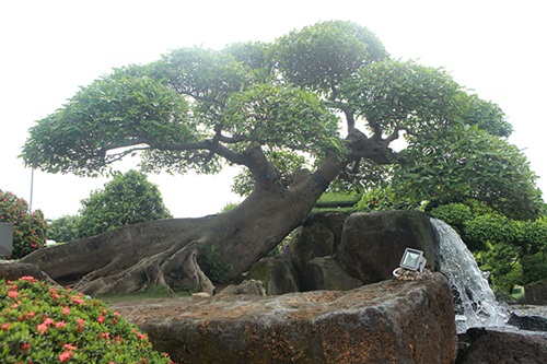 Choáng ngợp với cây sung 