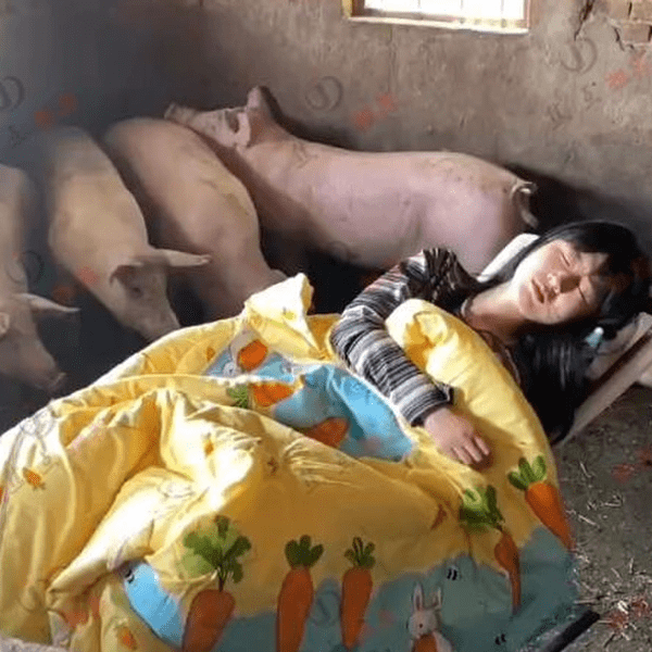 Cô gái trẻ có sở thích ngủ trong chuồng lợn khiến cộng đồng mạng tranh cãi