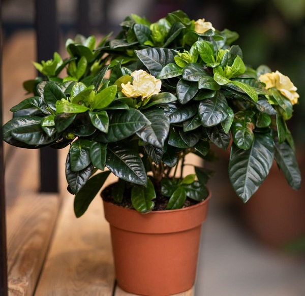 trong cay trong nha Giadinhvietnam (1)