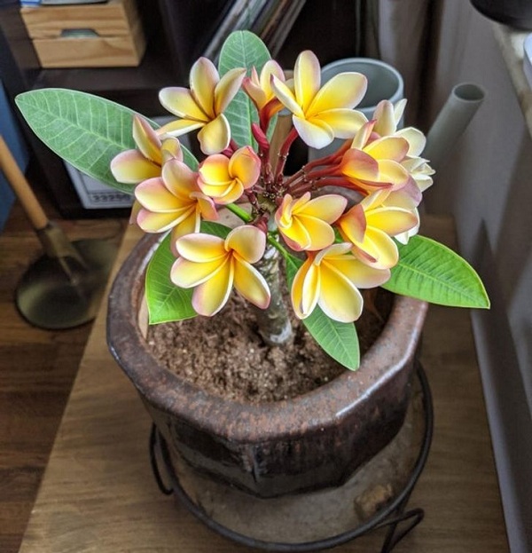 trong cay trong nha Giadinhvietnam (3)