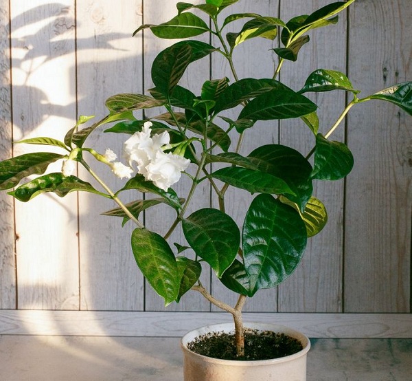 trong cay trong nha Giadinhvietnam (5)