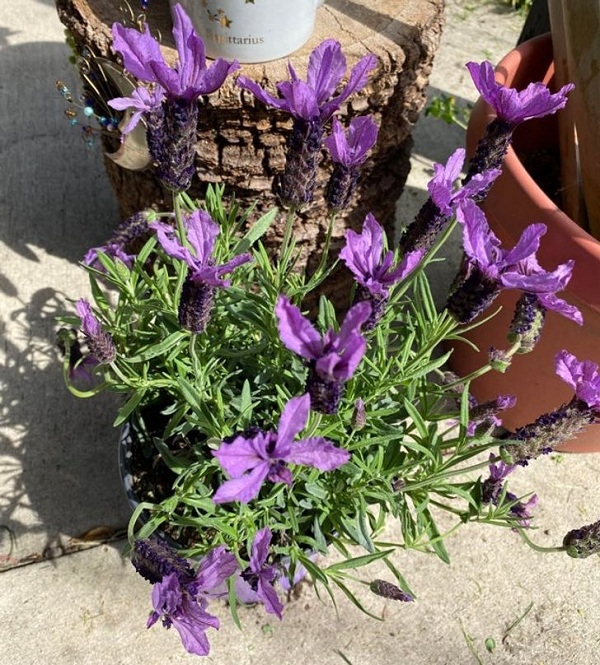 trong cay trong nha Giadinhvietnam (6)