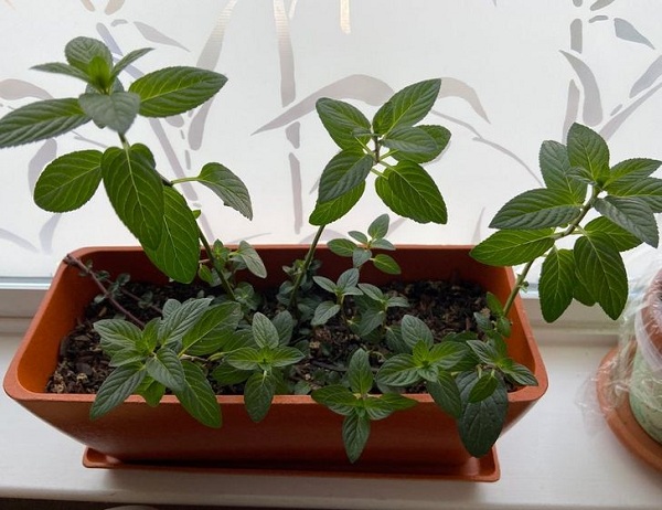 trong cay trong nha Giadinhvietnam (7)