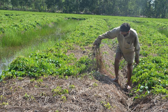 Một vườn khoai mỡ của nông dân bị chết sau khi dùng phải thuốc BVTV rởm.