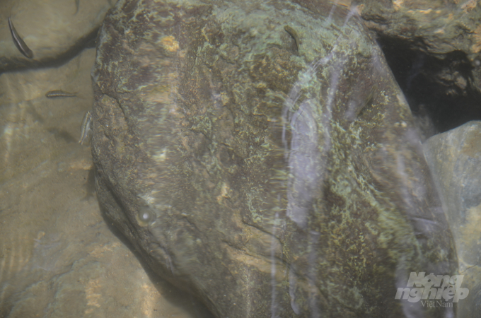 Đám cá massage đang bơi đi tìm chân người. Ảnh: Dương Đình Tường.