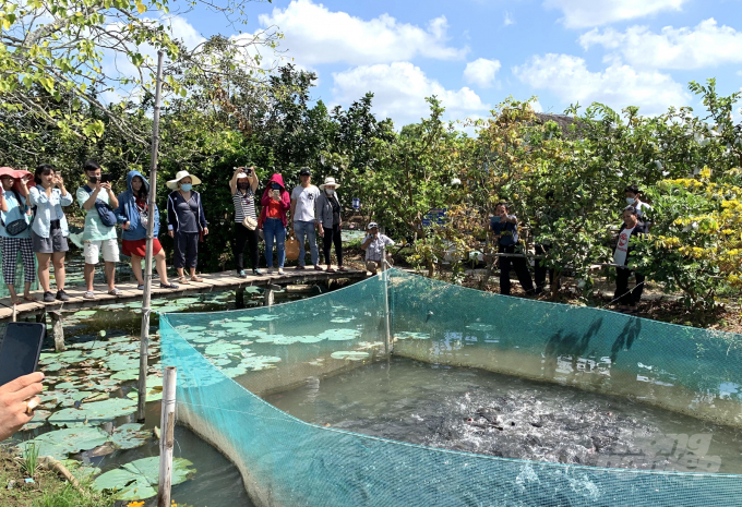 Về Cồn Sơn xem cá lóc bay. Ảnh: Hữu Đức.
