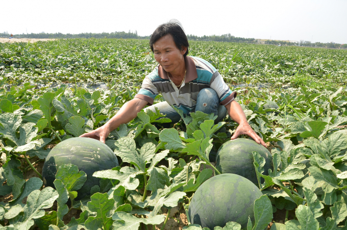 142921402____________co_khi_duoc_mua_thi_mat_gia-142921.jpg Những trái dưa hấu lớn nhanh như thổi