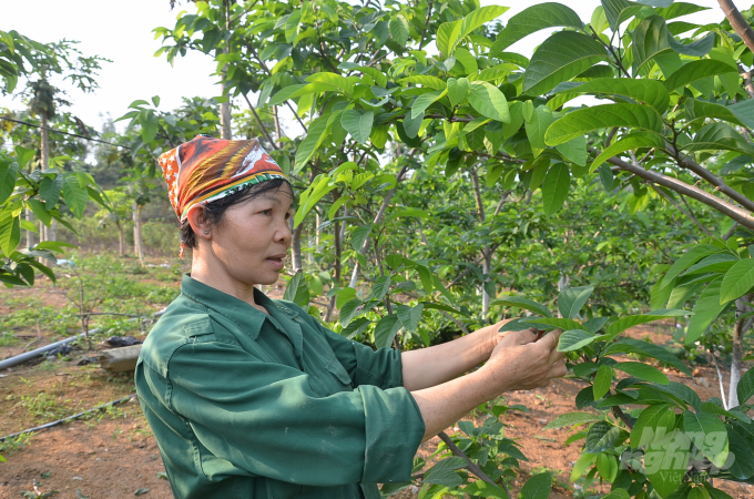 Vợ anh Thanh bên những cây na giống Đài Loan. Ảnh: Dương Đình Tường.