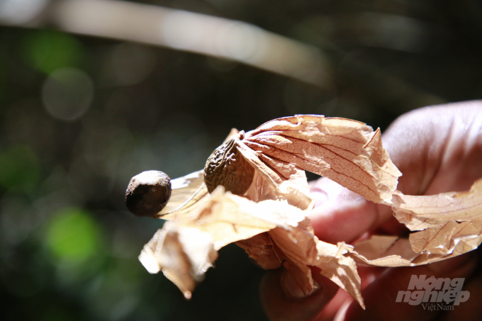 Quả ươi sau khi chín sẽ bám chặt vào một ngọn lá, mỗi khi gió thổi lại tỏa bay đi khắp nơi. Ảnh: L.K.