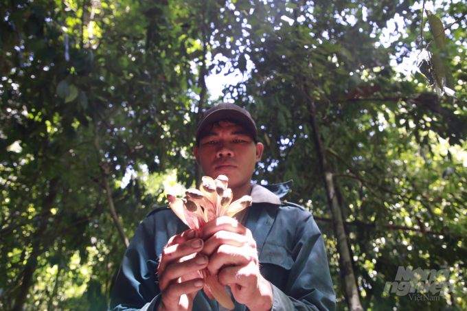 Người dân thường đi thu lượm quả ươi từ sáng sớm đến chiều tối. Mỗi ngày 1 người cũng có thể nhặt được vài kg. Ảnh: L.K.