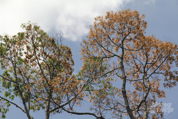Mùa này, những cây ươi ở miền núi Quảng Nam quả đã chín đỏ rực. Ảnh: L.K.